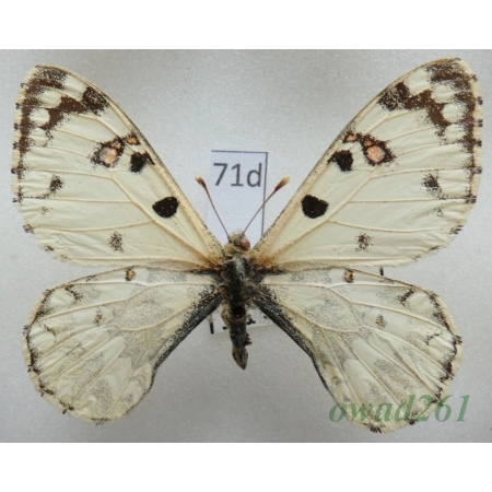 Hypermnestra helios Nickerl, 1846 Uzbekistan71d
